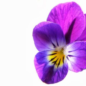 Fleur de violette – Maori. Une infusion parfumée qui évoque les champs fleuris | commercialisé par la boutique Tipi à Theux
